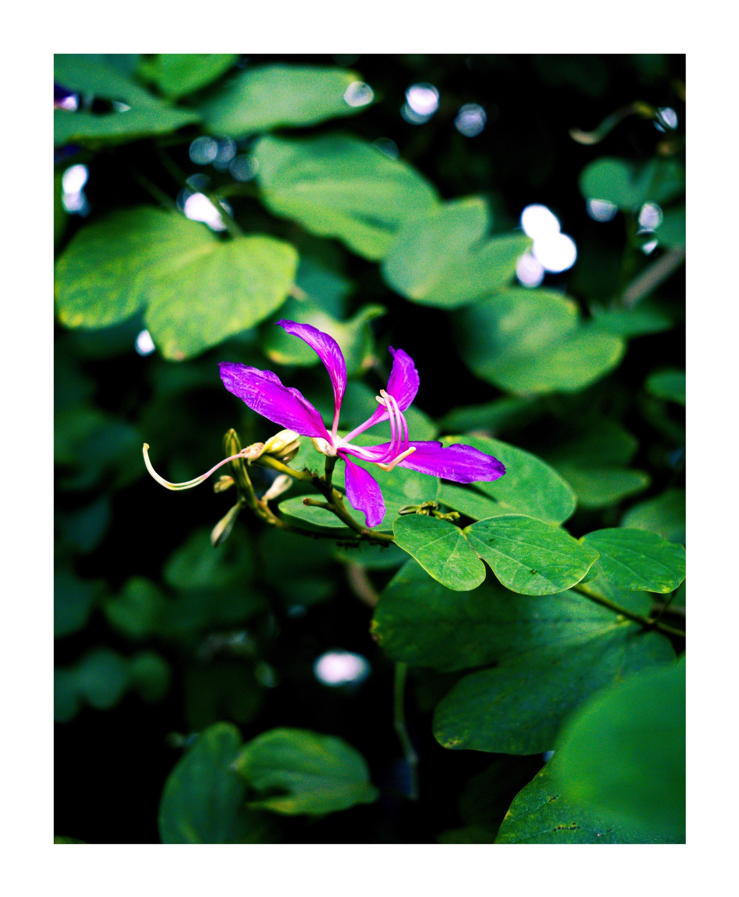 A vivid purple flower with long curved stamens against green leaves, framed by a white border.